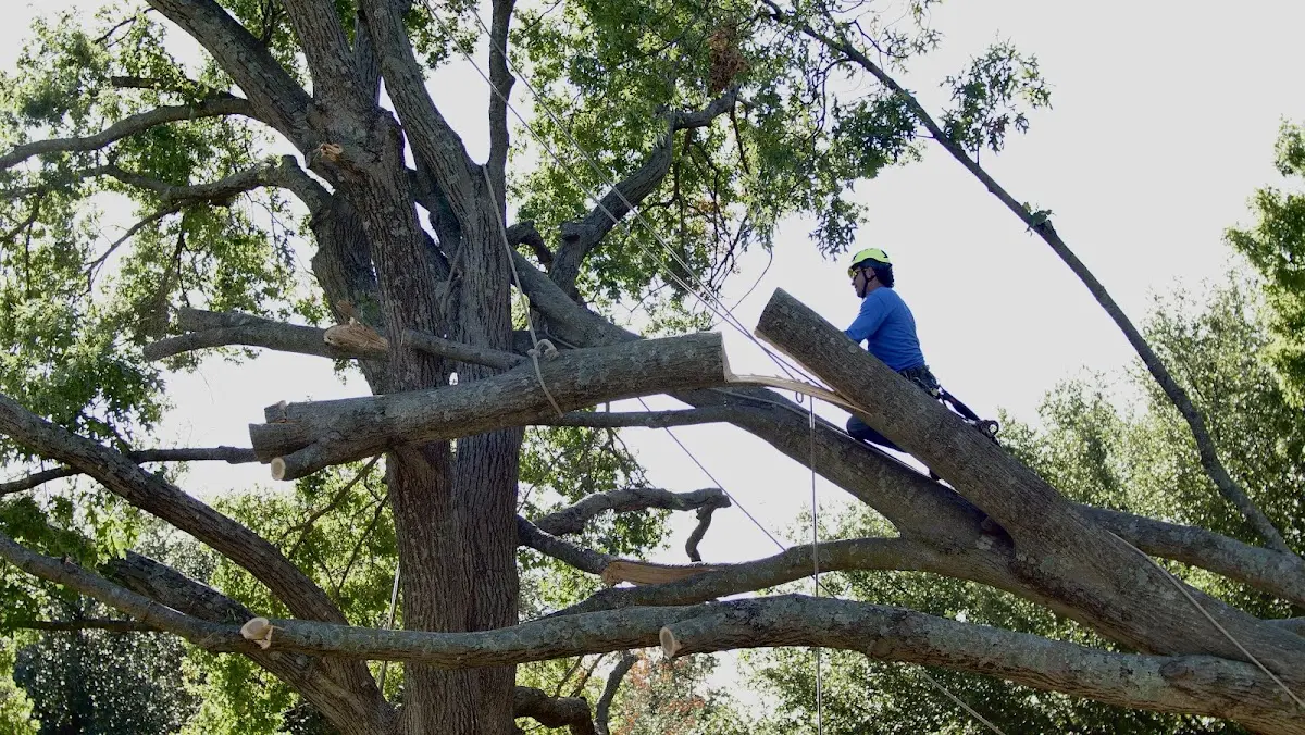 Professional Crown Thinning performed by certified arborists in West Liberty